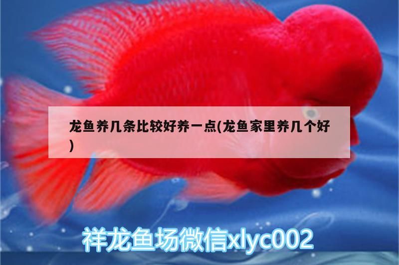 龍魚養幾條比較好養一點(龍魚家里養幾個好) 龍魚養幾條比較好養一點(龍魚家里養幾個好) 紅龍魚百科 第2張