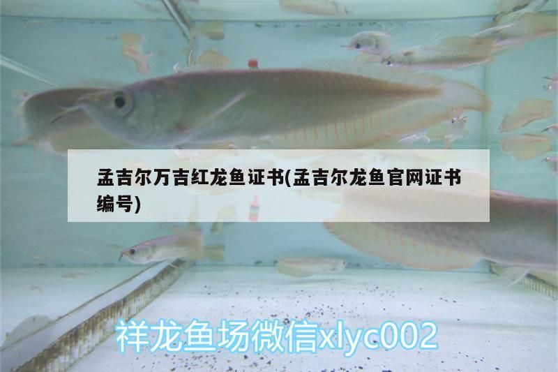 孟吉爾萬吉紅龍魚證書(孟吉爾龍魚官網(wǎng)證書編號(hào))
