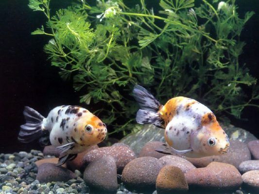 新買(mǎi)的魚(yú)缸造景石頭怎樣處理掉（新買(mǎi)的魚(yú)缸造景石頭怎樣處理掉呢）