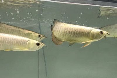 中華鱘龍魚吃啥食物好：探秘中華鱘龍魚的餐桌，多樣食物鑄就珍稀傳奇