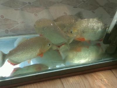 虎魚(yú)買(mǎi)幾條合理的魚(yú)好：養(yǎng)虎魚(yú)需要考慮多個(gè)因素，包括魚(yú)缸大小、虎魚(yú)的大小 虎魚(yú)買(mǎi)幾條合理的魚(yú)好：養(yǎng)虎魚(yú)需要考慮多個(gè)因素，包括魚(yú)缸大小、虎魚(yú)的大小 虎魚(yú)百科 第3張