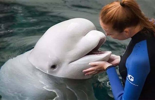 世界水族館排名第一（世界水族館排名第一是亞特蘭大喬治亞水族館排名第一） 世界水族館排名第一（世界水族館排名第一是亞特蘭大喬治亞水族館排名第一） 水族館百科（水族館加盟） 第5張