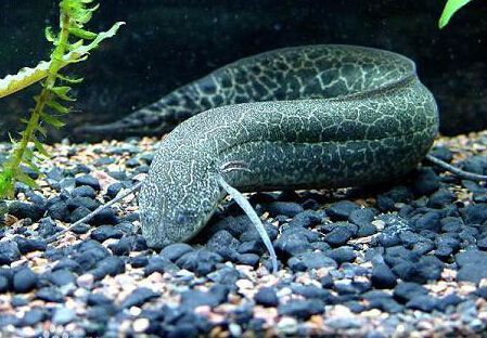 肺魚(yú)是什么(肺魚(yú)是一種具有特殊生存能力和古老血統(tǒng)的淡水魚(yú)類) 則道紅龍 第3張 肺魚(yú)是什么(肺魚(yú)是一種具有特殊生存能力和古老血統(tǒng)的淡水魚(yú)類) 肺魚(yú)是什么(肺魚(yú)是一種具有特殊生存能力和古老血統(tǒng)的淡水魚(yú)類) 則道紅龍 第3張
