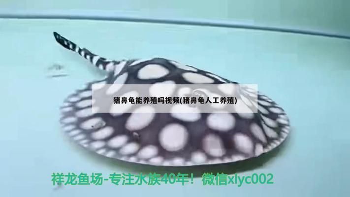豬鼻龜都是野生的嗎：豬鼻龜是野生動物嗎