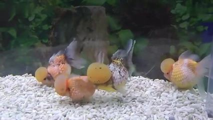 觀賞魚金魚視頻播放(關(guān)于觀賞魚金魚的知識(shí)) 天王紅龍 第1張 觀賞魚金魚視頻播放(關(guān)于觀賞魚金魚的知識(shí)) 觀賞魚金魚視頻播放(關(guān)于觀賞魚金魚的知識(shí)) 天王紅龍 第1張