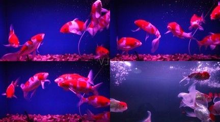 觀賞魚金魚視頻播放(關(guān)于觀賞魚金魚的知識(shí)) 天王紅龍 第4張 觀賞魚金魚視頻播放(關(guān)于觀賞魚金魚的知識(shí)) 觀賞魚金魚視頻播放(關(guān)于觀賞魚金魚的知識(shí)) 天王紅龍 第4張