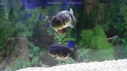 觀賞魚金魚視頻播放（關(guān)于觀賞魚金魚的知識(shí)） 觀賞魚金魚視頻播放（關(guān)于觀賞魚金魚的知識(shí)） 天王紅龍 第3張