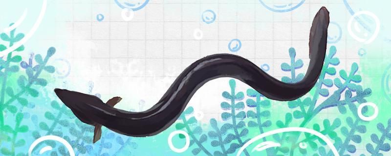 鰻魚有沒有電是什么魚 鰻魚有沒有電是什么魚 錦鯉魚百科