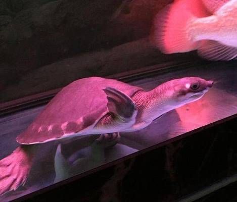 豬鼻龜大了還值錢嗎？：豬鼻龜市場價格趨勢分析