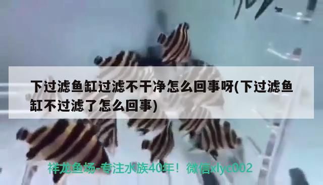 下過(guò)濾魚(yú)缸過(guò)濾不干凈怎么回事呀(下過(guò)濾魚(yú)缸不過(guò)濾了怎么回事)