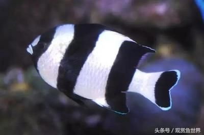 海水觀賞魚價格高(海水觀賞魚市場的趨勢分析觀賞魚市場的趨勢分析觀賞魚市場) 和興紅龍 第4張 海水觀賞魚價格高(海水觀賞魚市場的趨勢分析觀賞魚市場的趨勢分析觀賞魚市場) 海水觀賞魚價格高(海水觀賞魚市場的趨勢分析觀賞魚市場的趨勢分析觀賞魚市場) 和興紅龍 第4張