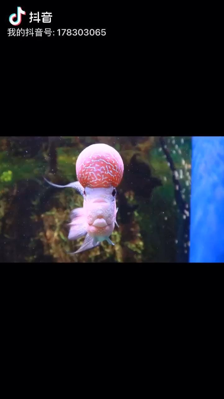 魚缸養胭脂魚一帆風順魚可以用藥嗎 一帆風順胭脂魚好不好喂養 魚缸養胭脂魚一帆風順魚可以用藥嗎 一帆風順胭脂魚好不好喂養 愛龍仕 第1張