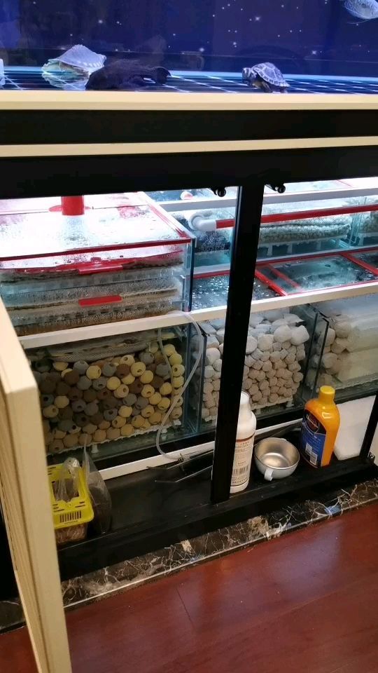 魚缸養胭脂魚一帆風順魚可以用藥嗎 一帆風順胭脂魚好不好喂養 魚缸養胭脂魚一帆風順魚可以用藥嗎 一帆風順胭脂魚好不好喂養 愛龍仕 第2張