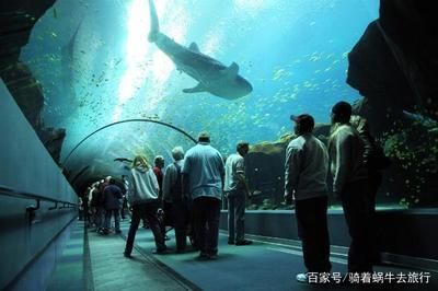 水族館是干什么的什么意思：參觀水族館的環保意義是什么
