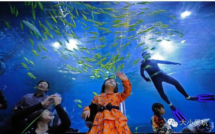 水族館是干什么的什么意思：參觀水族館的環保意義是什么