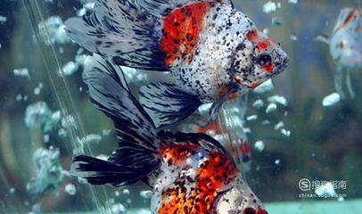 中華金龍魚復原圖圖片大全：探秘中華金龍魚，從復原圖圖片中領略遠古神秘