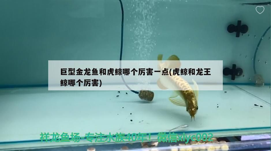 吉印刀鋒三湖慈鯛燈：吉印刀鋒龍魚用行不行 吉印刀鋒三湖慈鯛燈：吉印刀鋒龍魚用行不行 吉印水族 第3張