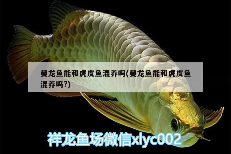 孟吉爾小孟上側燈
