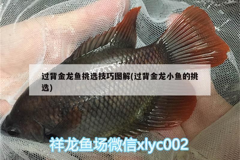 過背金龍魚挑選技巧圖解(過背金龍小魚的挑選) 過背金龍魚挑選技巧圖解(過背金龍小魚的挑選) 金龍魚百科