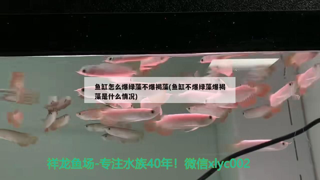 錦鯉魚缸水渾濁原因和解決方案圖片大全 錦鯉缸水發黃但是很清怎么解決
