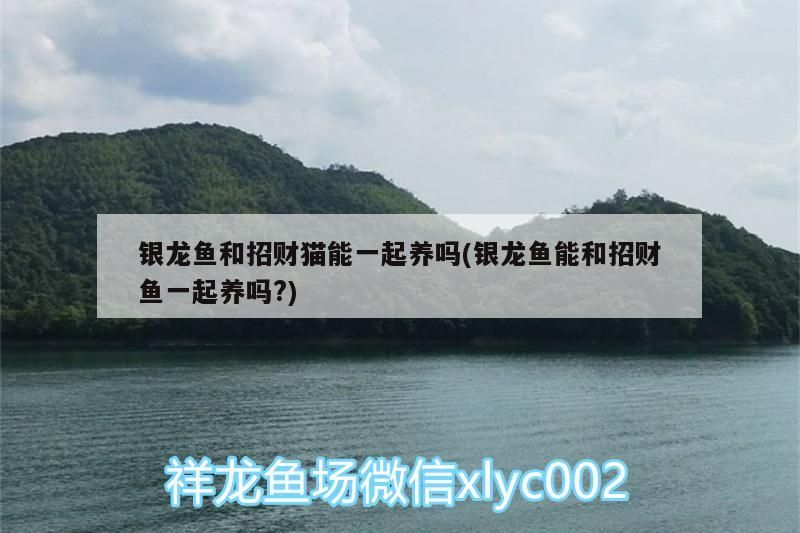 銀龍魚和招財貓能一起養(yǎng)嗎(銀龍魚能和招財魚一起養(yǎng)嗎?) 銀龍魚和招財貓能一起養(yǎng)嗎(銀龍魚能和招財魚一起養(yǎng)嗎?) 銀龍魚百科
