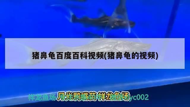 一只豬鼻龜能下蛋嗎視頻：豬鼻龜怎么看公母 一只豬鼻龜能下蛋嗎視頻：豬鼻龜怎么看公母 豬鼻龜百科 第5張