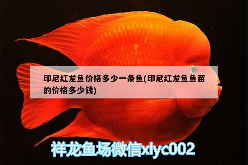 印尼紅龍魚價格多少一條魚(印尼紅龍魚魚苗的價格多少錢)