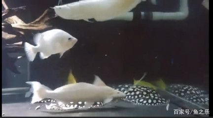 虎魚白毛病的魚怎么治療視頻：虎魚白毛病的魚怎么治療