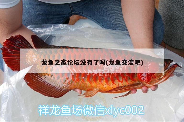 龍魚之家論壇沒有了嗎(龍魚交流吧)