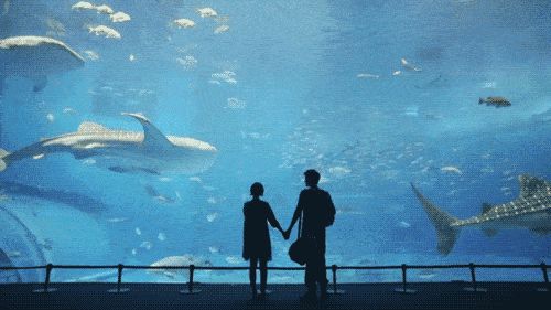 水族館動態壁紙圖片高清（3d水族館動態壁紙制作教程） 水族館動態壁紙圖片高清（3d水族館動態壁紙制作教程） 水族館百科（水族館加盟） 第2張