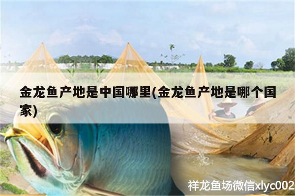 金龍魚產地是中國哪里(金龍魚產地是哪個國家) 金龍魚產地是中國哪里(金龍魚產地是哪個國家) 紅龍魚百科