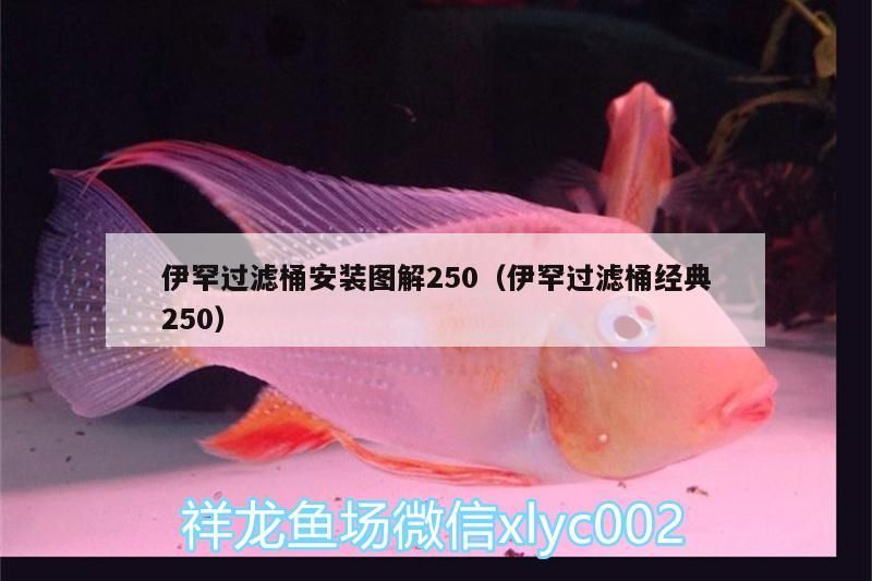 伊罕過濾桶安裝圖解250（伊罕過濾桶經典250）
