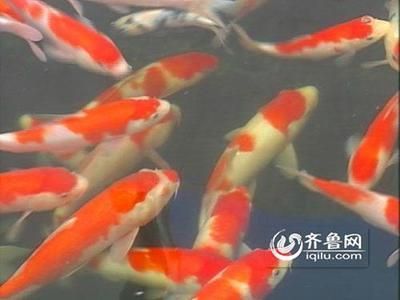 觀賞魚(yú)拍賣(mài)100萬(wàn)的魚(yú)（全球最昂貴的觀賞魚(yú)拍賣(mài)背后的故事觀賞魚(yú)拍賣(mài)背后的故事） 觀賞魚(yú)拍賣(mài)100萬(wàn)的魚(yú)（全球最昂貴的觀賞魚(yú)拍賣(mài)背后的故事觀賞魚(yú)拍賣(mài)背后的故事） 愛(ài)龍仕 第1張