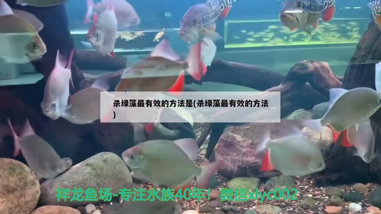 殺綠藻最有效的方法是(殺綠藻最有效的方法)
