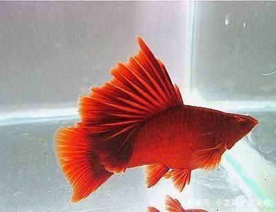 紅色觀賞魚種類(紅劍魚的養殖秘籍) 龍魚之家 第3張 紅色觀賞魚種類(紅劍魚的養殖秘籍) 紅色觀賞魚種類(紅劍魚的養殖秘籍) 龍魚之家 第3張