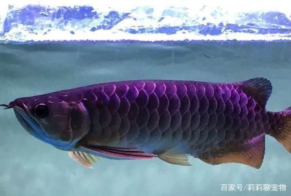 金龍魚誘色燈有用嗎：金龍魚發色受哪些因素影響 金龍魚誘色燈有用嗎：金龍魚發色受哪些因素影響 金龍魚百科 第4張