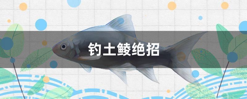釣土鯪絕招 釣土鯪絕招 iwish愛唯希品牌魚缸