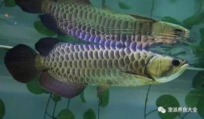 龍魚分為幾種類型的魚，龍魚品種分類介紹 龍魚分為幾種類型的魚，龍魚品種分類介紹 龍魚百科 第1張