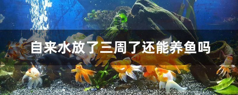 本溪市明山區(qū)魚樂圈水族店