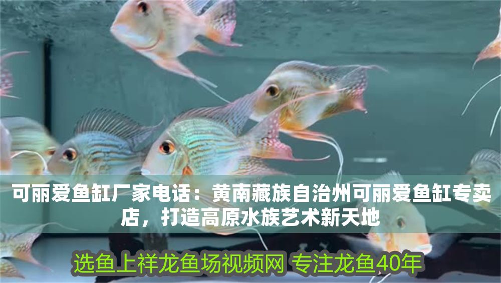 可麗愛(ài)魚缸廠家電話：黃南藏族自治州可麗愛(ài)魚缸專賣店，打造高原水族藝術(shù)新天地