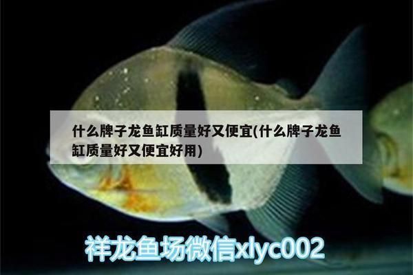 什么牌子龍魚缸質量好又便宜，性價比高且質量可靠的龍魚缸品牌