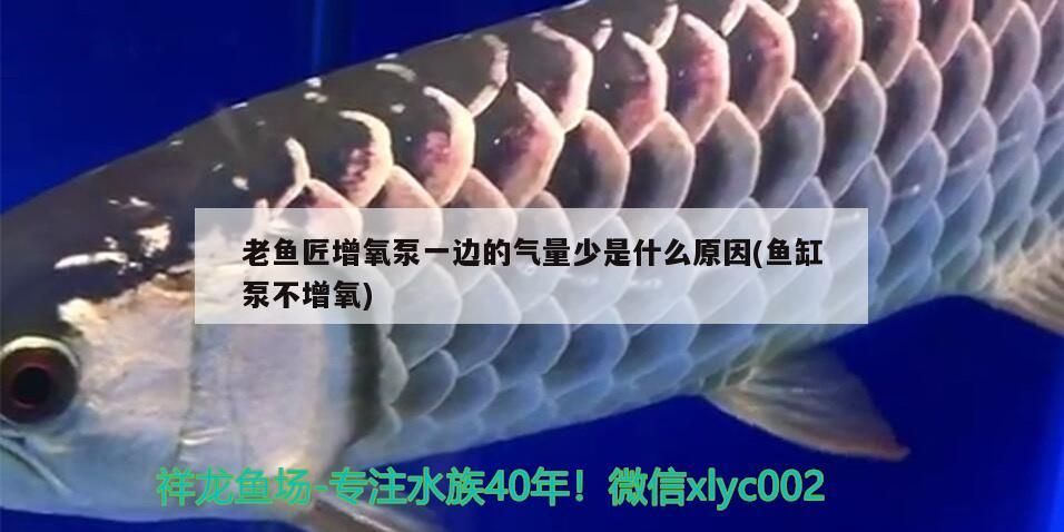紅龍魚用黃燈烤有用嗎 老魚匠增氧泵一邊的氣量少是什么原因(魚缸泵不增氧) 老魚匠 老魚匠增氧泵一邊的氣量少是什么原因(魚缸泵不增氧) 老魚匠增氧泵一邊的氣量少是什么原因(魚缸泵不增氧) 老魚匠