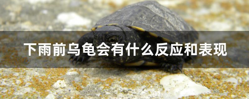 魚缸用增氧泵價格是多少:魚缸增氧機-xtrac增氧機-xtrac增氧機 雷龍魚長黑斑怎么辦 雷龍魚長黑斑怎么辦啊 帝龍漁業 雷龍魚長黑斑怎么辦 雷龍魚長黑斑怎么辦啊 雷龍魚長黑斑怎么辦 雷龍魚長黑斑怎么辦啊 帝龍漁業