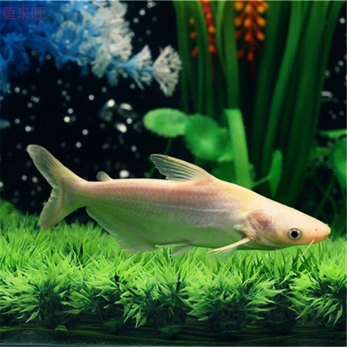 觀賞魚鯊魚種類視頻（觀賞魚中的“鯊魚”）