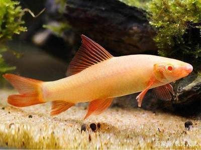 觀賞魚鯊魚種類視頻(觀賞魚中的“鯊魚”) 則道紅龍 第4張 觀賞魚鯊魚種類視頻(觀賞魚中的“鯊魚”) 觀賞魚鯊魚種類視頻(觀賞魚中的“鯊魚”) 則道紅龍 第4張