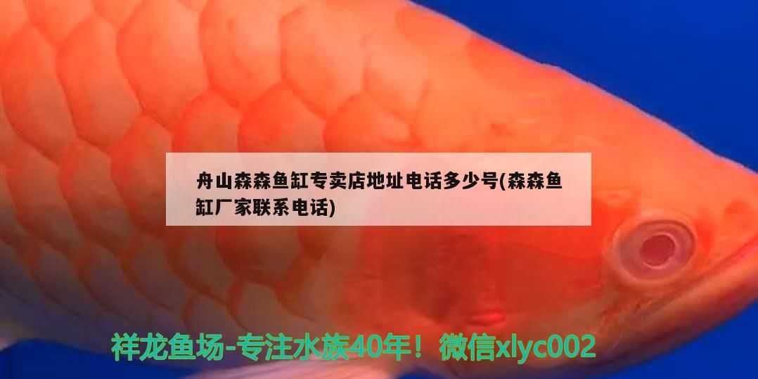 舟山森森魚缸專賣店地址電話多少號(森森魚缸廠家聯(lián)系電話) 舟山森森魚缸專賣店地址電話多少號(森森魚缸廠家聯(lián)系電話) 元寶鳳凰魚百科