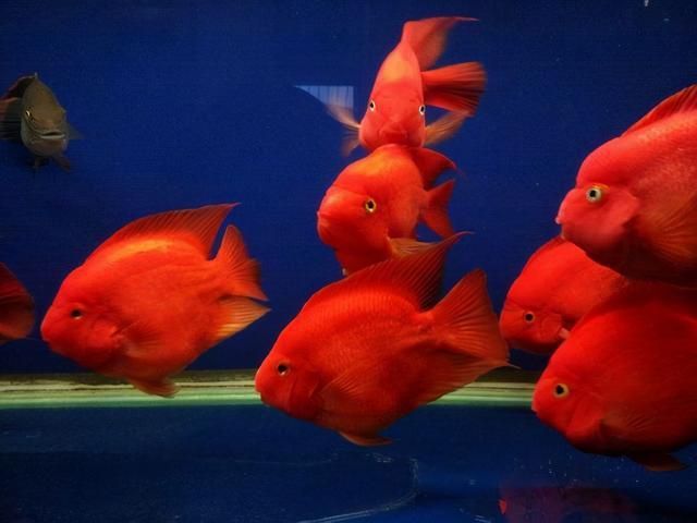 紅色的大型觀賞魚品種（紅色的觀賞魚大型觀賞魚品種之一,東星斑&nbsp）