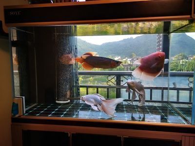 金龍魚喂食頻率調整方法:金龍魚換季飲食調整技巧 金龍魚百科 第5張 金龍魚喂食頻率調整方法:金龍魚換季飲食調整技巧 金龍魚喂食頻率調整方法:金龍魚換季飲食調整技巧 金龍魚百科 第5張