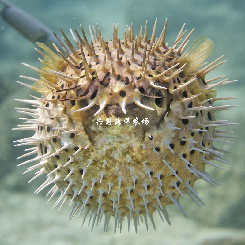 海魚活體 觀賞魚怎么養（海水觀賞魚的飼養方法） 海魚活體 觀賞魚怎么養（海水觀賞魚的飼養方法） 廣州孟吉爾 第1張