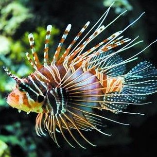 海魚活體 觀賞魚怎么養（海水觀賞魚的飼養方法） 海魚活體 觀賞魚怎么養（海水觀賞魚的飼養方法） 廣州孟吉爾 第2張
